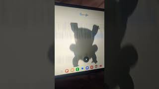 drop bear... #google #dropbear