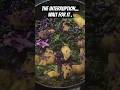 The INTERUPPTION -  dinner WHATs  NEXT will surprise #you #shorts #asmr