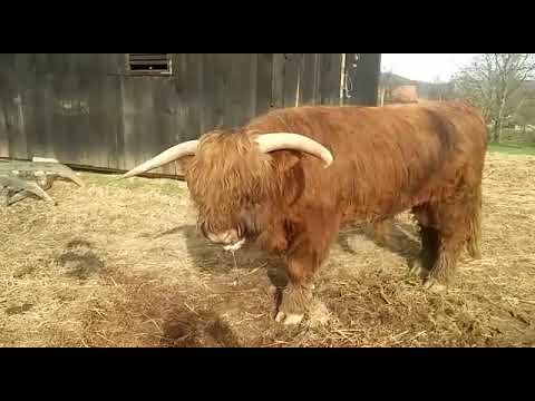 Škotsko visinsko govedo - RANCH ŽIBRAT - YouTube