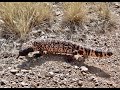 Wildlife of southwestern arizona  2022