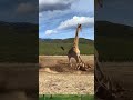 Giraffe vs lion fight 🦁🦒#likesadia #animals #beautiful #giraffe #lion