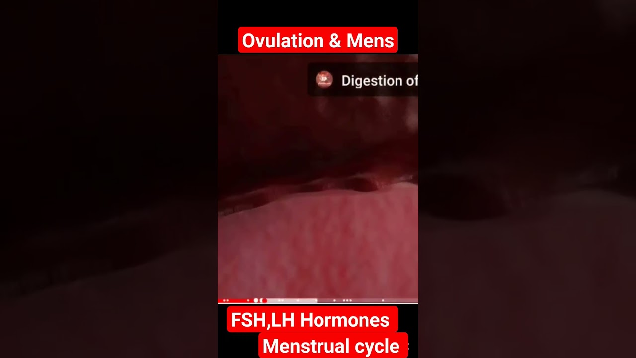 Ovulation and Menstrual cycle 3D animation l