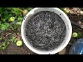Как быстро укоренять черенки и обеззараживать семена с помощью зольного раствора