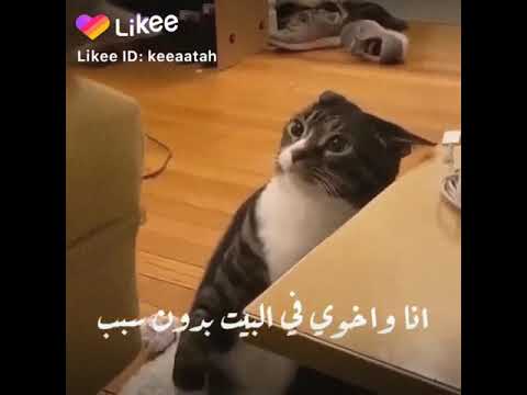 انا واخوي بدون سبب