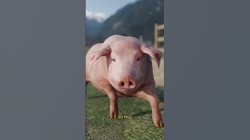 Why Do Pigs Like To Roll In Mud? 🤔