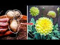 Dahlia flower growing time lapse   tuber to bloom 90 days
