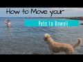How to Move Your Pets To Hawaii Island