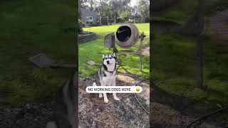 Does Your Husky Work Hard? Ours Definitely Doesnt