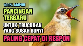 Pancingan Trucukan PALING AMPUH ! Burung Langsung Ngalas | & Nyaut Gacor