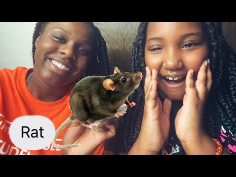 FAKE MOUSE PRANK ON BOYFRIENDS SISTER PRANK!