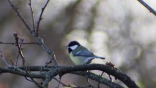 Chant De La Mesange Charbonniere