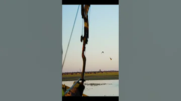 Teal 23 Archery Duck This Duck Short What 