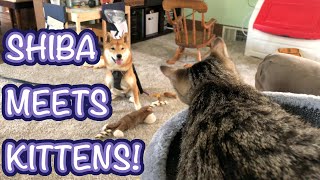Nebula Just Wants a FRIEND! | Shiba Inu Puppy Meeting Cats! | Do Shiba Inus Get Along with Cats?
