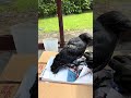 Russell the Crows flight training