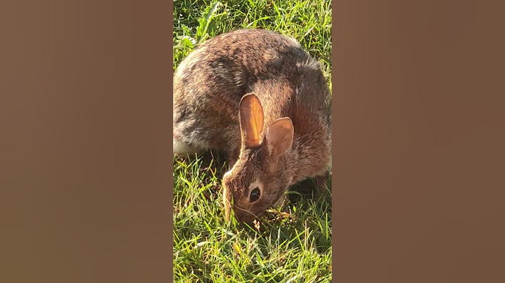 #bunny cute at sunrise