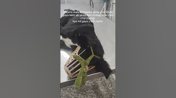 🥹🥹 #trending #dog #shorts #pets #love #cute #video #viral