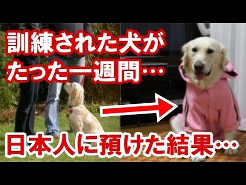 海外の反応 衝撃 警察犬並みに訓練された英国人の愛犬 日本人にたった1週間預けると犬が激変して戻ってきた 別の日本人に預けると また同じ状態で戻ってきた Youtube 海外の反応 衝撃 警察犬並みに訓練された英国人の愛犬 日本人にたった1週間預けると犬が激変して戻ってきた 別の日本人に預けると また同じ状態で戻ってきた Youtube
