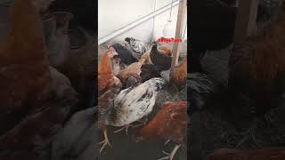 Download Lagu Ayam ULU, Elba usia 2,5 bulan #pecintaayam #ayamkampung #organic #farm #ayam MP3