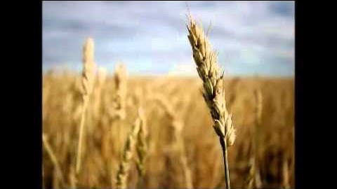 سورة الأعراف للشيخ محمد أيوب تراويح 1410