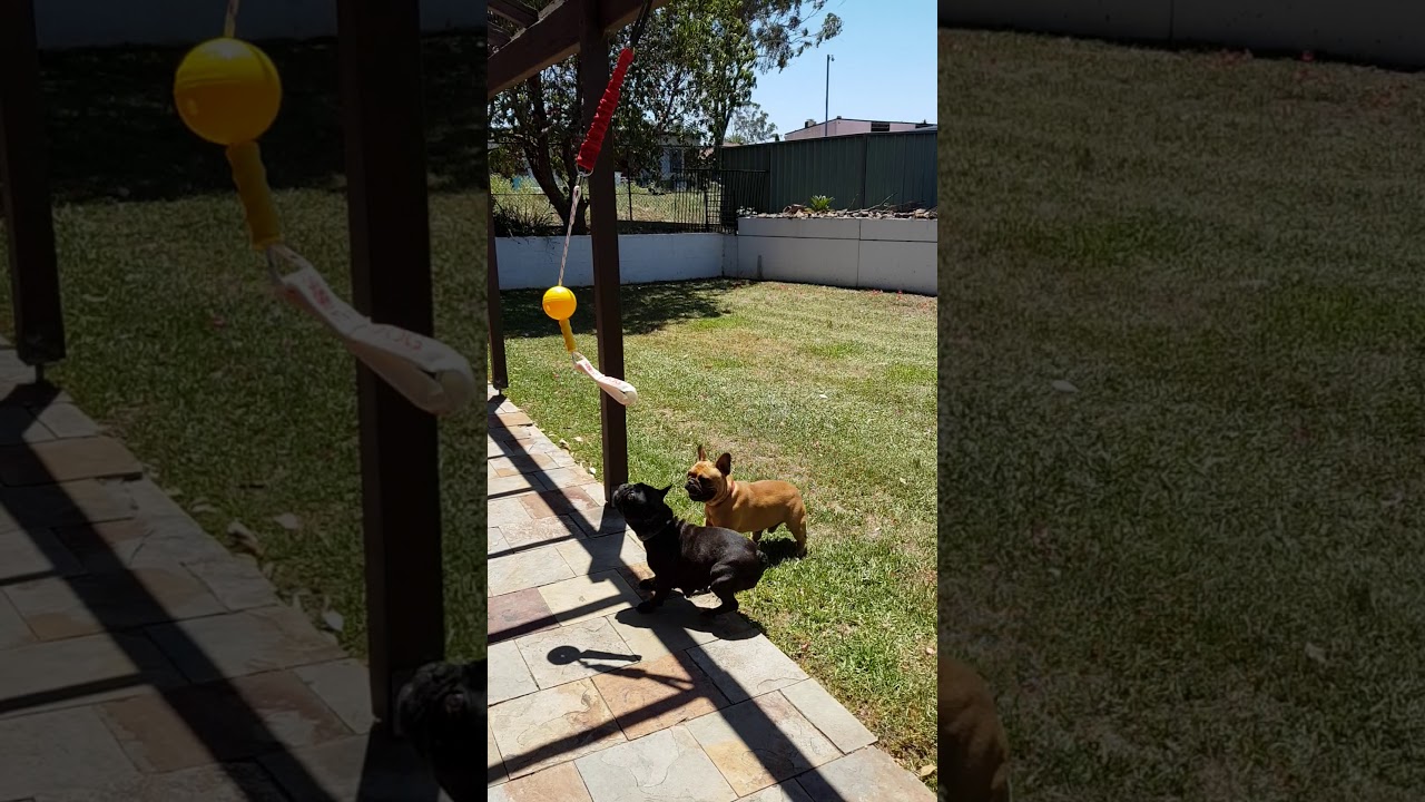 aussie dog home alone