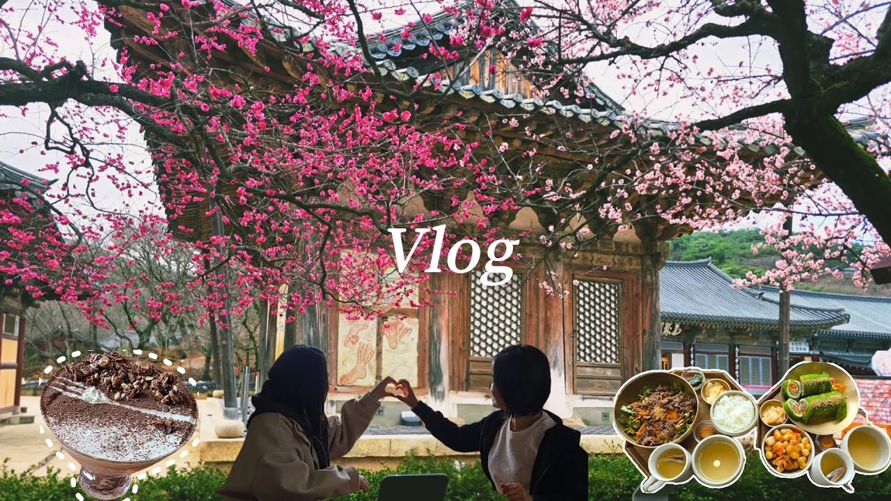 [vlog]출근 전 통도사 홍매화 나들이🌺 • 뷰맛집 카페 식당 완벽코스💕 • 우담바라 • 소소숲 • 단안 • 울주군