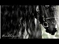 Diamonds  friesian horse music