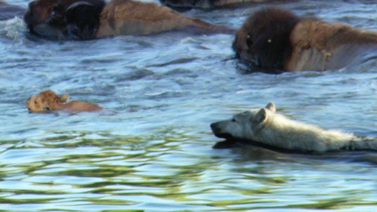 Buffalo Protects Calf From a Wolf | BBC Earth