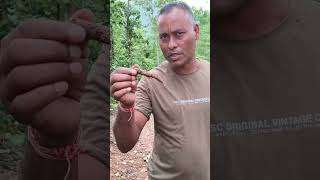 Benifits Of Kaamrajkamraj Khane Ka Fyadaकमरज खन क लभMore Benifits Of Kamraj