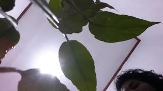 Download Lagu NAFF-jangan-letih (Cover) MP3