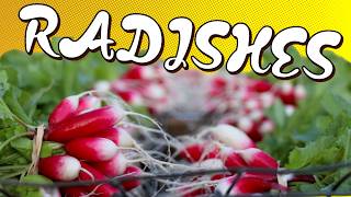 Mastering Fall Radishing
