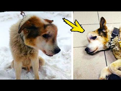 Video: Yli 300 koiraa pelastettiin kuvittamattomasta kauhusta, nyt he tarvitsevat ikuisia koteja