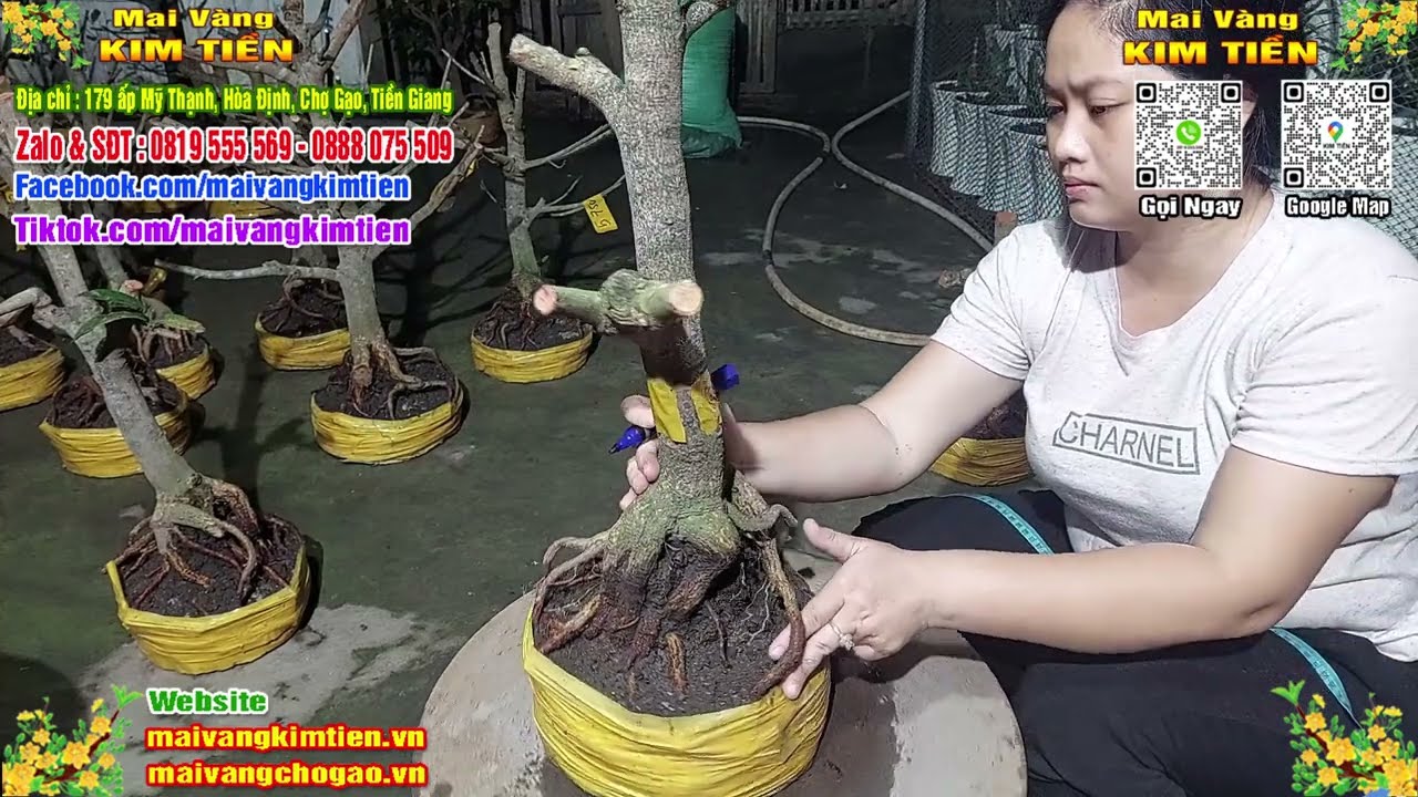 Phôi Mai Thủ Đức Giá Rẻ Bao Ship Bao Sống Toàn Quốc - Mai Vàng Kim Tiền Chợ Gạo