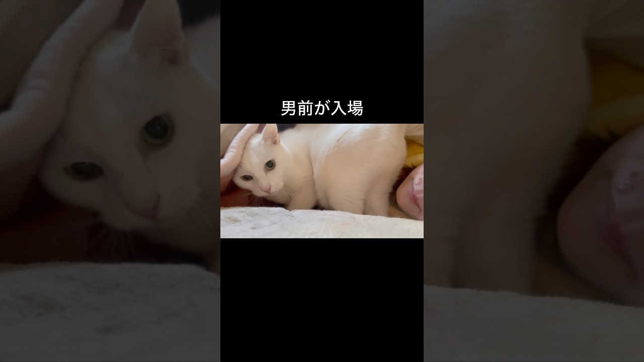 添い寝のプロ #cat #白猫 #猫のいる暮らし #猫店長
