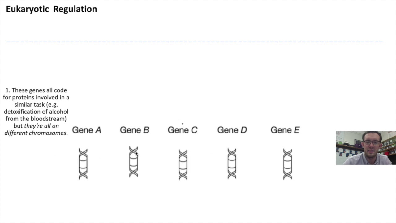 Prokaryotic vs. Eukaryotic Gene Regulation - YouTube