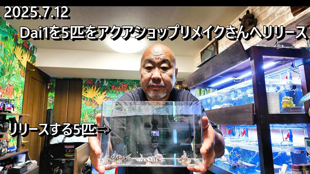 2025.7.12 Dai1を5匹アクアショップリメイクさんへリリース - YouTube
