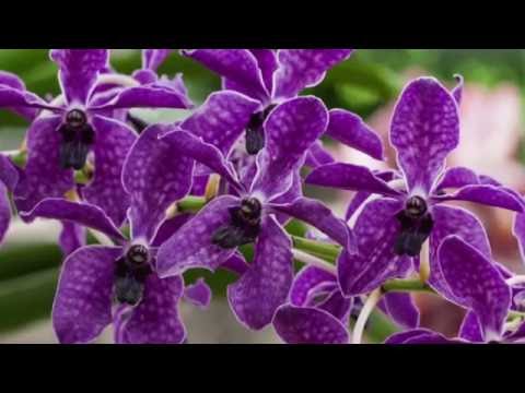 Βίντεο: Μεταμόσχευση ορχιδέας Dendrobium (8 φωτογραφίες): πώς να μεταμοσχεύσετε σωστά μια ορχιδέα δενδροβίου σε μια κατσαρόλα αφού αγοράσετε στο σπίτι βήμα προς βήμα