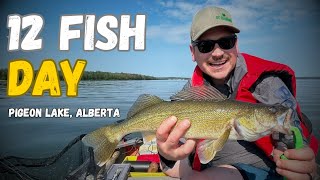 We Landed 12 Fish at Pigeon Lake, Alberta ! (Walleye & Pike Family Fishing)
We took the boat back out to Pigeon Lake, Alberta for an incredible day on the water with the boys! We ended up landing 12 fish total—10 beautiful walleye and 2 aggressive northern pike.
Join us on the boat at one of our absolute favorite Alberta fishing spots: Pigeon Lake!
In this episode, the boys and I hit calm waters targeting walleye, but the lake had a few extra surprises in store for us.
If you enjoy authentic family fishing adventures, boat setup tips, and Alberta multi-species angling, dont forget to Like, Subscribe, and hit the Notification Bell to follow along on our next journey!
⏱️ TIMESTAMPS:
0:00 - Highlights & Intro
0:25 - Quick First Walleye & Some Surprise Pike
3:55 - 6 Fish In No Time
7:09 - Final Thoughts
⚙️ Gear We Use:
DJI Lito X1 Drone: https://amzn.to/4vcPQhd
DJI Osmo Action 4 Camera: https://amzn.to/4wfMZ7V
DJI Mic Mini: https://amzn.to/3SDRlaC
Fitville Shoes: https://amzn.to/4v86lLu
GOTOUR Tackle Bag: https://amzn.to/4yAzWjt
*****VODZXKGV to save 35% off*****
Lets be friends:
📷 Instagram: https://www.instagram.com/dc outdoors/
📖 Facebook: https://www.facebook.com/people/DC-Outdoors/100071075252481/
🐦 Twitter/X: https://x.com/dc outdoors?s=09
🛒 Shop:
Buy Merch: https://dcoutdoors.creator-spring.com/
Buy Merch: https://dc-outdoors0.myspreadshop.ca/
📌 Join Our Membership Program for EXCLUSIVE perks.
https://www.youtube.com/channCaLCftFerly9xQl4hBkApOw/join
Thank you to our members: @christinacrafts @mikekreischerreviews3420 @lowermichiganadventures @therevalos @krubbyscountrylife @underthestarswithericlarson @mboulter @WomanOutdoors
Music:
THANKS to Prog Rock Dan for the DC OUTDOORS INTRO SONG
Check out his channel here @ProgRockDan1
#PigeonLake #AlbertaFishing #WalleyeFishing #DCOutdoors #FamilyFishing #NorthernPike We Landed 12 Fish at Pigeon Lake, Alberta ! (Walleye & Pike Family Fishing)