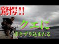 アラ（クエ釣り）　検証❕イカの代用餌で、デカバンクエGET出来るのか？
