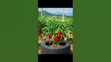 Grow Your Own Spicy Garden: Planting Red Chili Varieties at Home #chilli