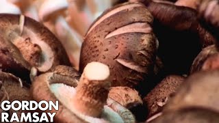 An Expert's Guide to Mushrooms | Gordon Ramsay
