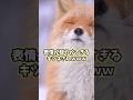 キツネの動画見てニヤけたら負けwww#キツネ #動物 #かわいい #癒し #犬 #猫 #2ch動物スレ