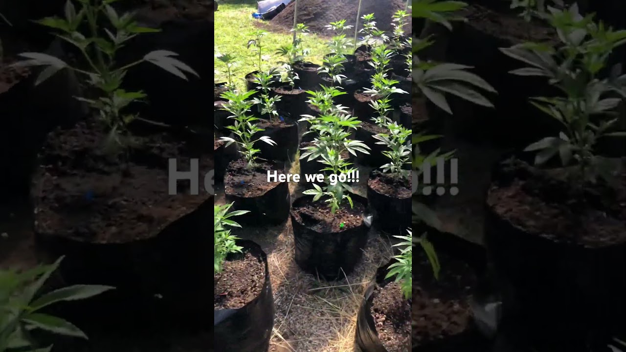 Captain Redbeard seeds grow sea of green