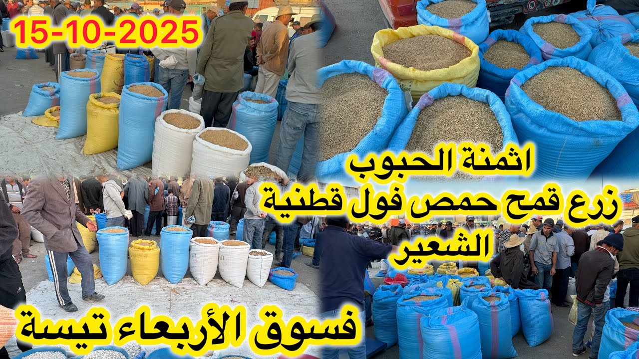 أثمنة الحبوب زرع قمح حمص فول قطنية شعير فسوق أربعاء تيسة اقليم تاونات 15-10-2025