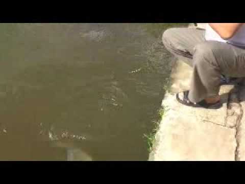 Mancing Ikan Mas - YouTube