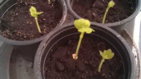 plant timelapse using raspberry pi