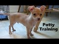 How To Potty Train A Chihuahua Puppy - Chihuahua House Training Tips - Chihuahua Puppies How To Potty Train A Chihuahua Puppy - Chihuahua House Training Tips - Chihuahua Puppies