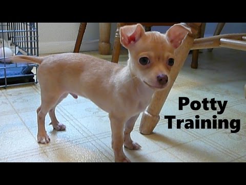 How To Potty Train A Chihuahua Puppy 