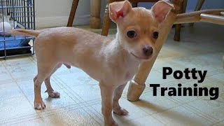 How To Potty Train A Chihuahua Puppy Chihuahua House Training Tips Chihuahua Puppies Youtube