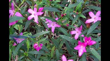 سورة الناس ناصر الغامدي