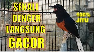 Pancingan PAGI HARI 100% AMPUH bikin GACOR dengan suara Murai Batu isian kenari, cililin,lovebird